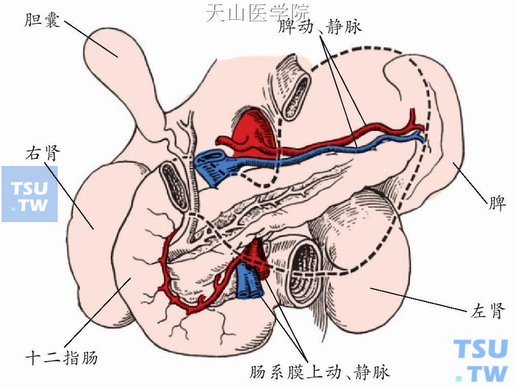 胰腺与邻近器官的关系（正面观）