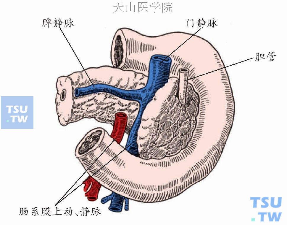 胰腺与邻近器官的关系（背面观）