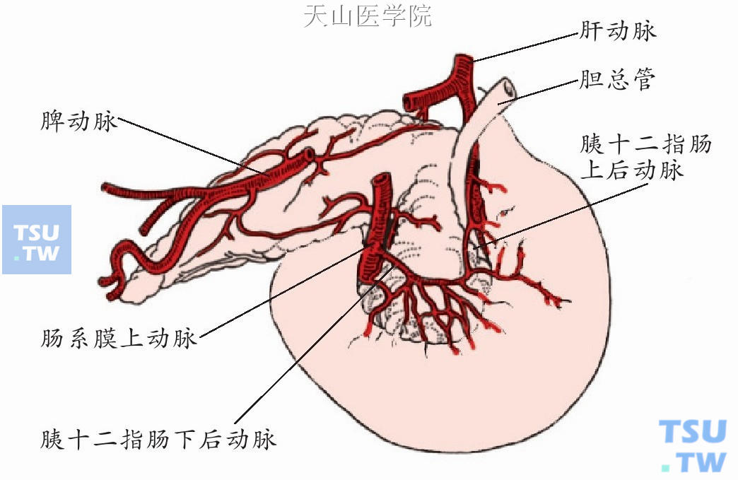 胰头十二指肠动脉（背面观）