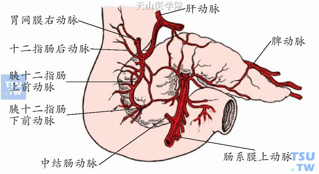 胰头十二指肠前面之动脉（正面观）