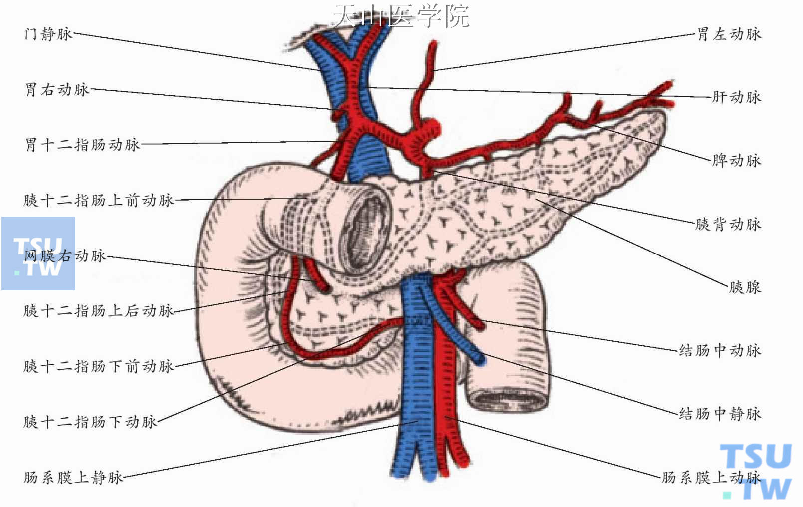胰腺的动脉分布