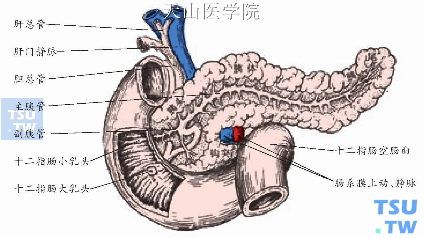 胰腺局部解剖