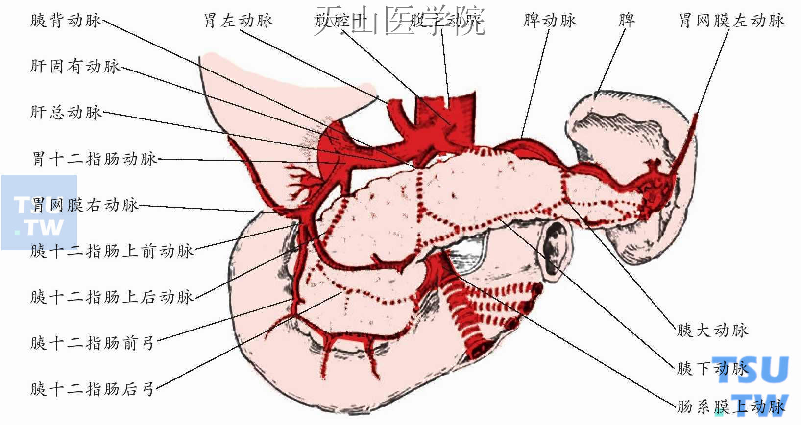 胰腺动脉血供