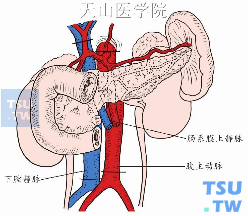 尸体供胰切取的范围