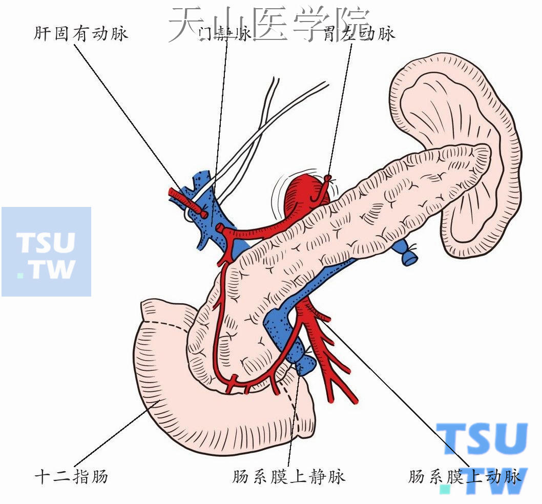 结扎、切断胃左动脉，在发出胃十二指肠动脉的远端结扎、切断肝固有动脉