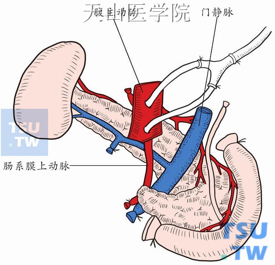 经腹主动脉和肠系膜上动脉插管灌注