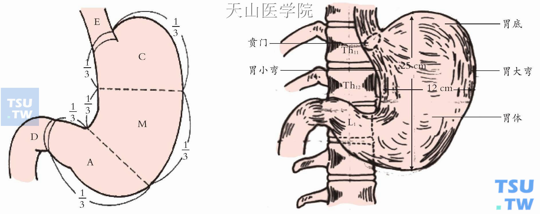 胃的解剖（C：上部；M：中部；A：下部）