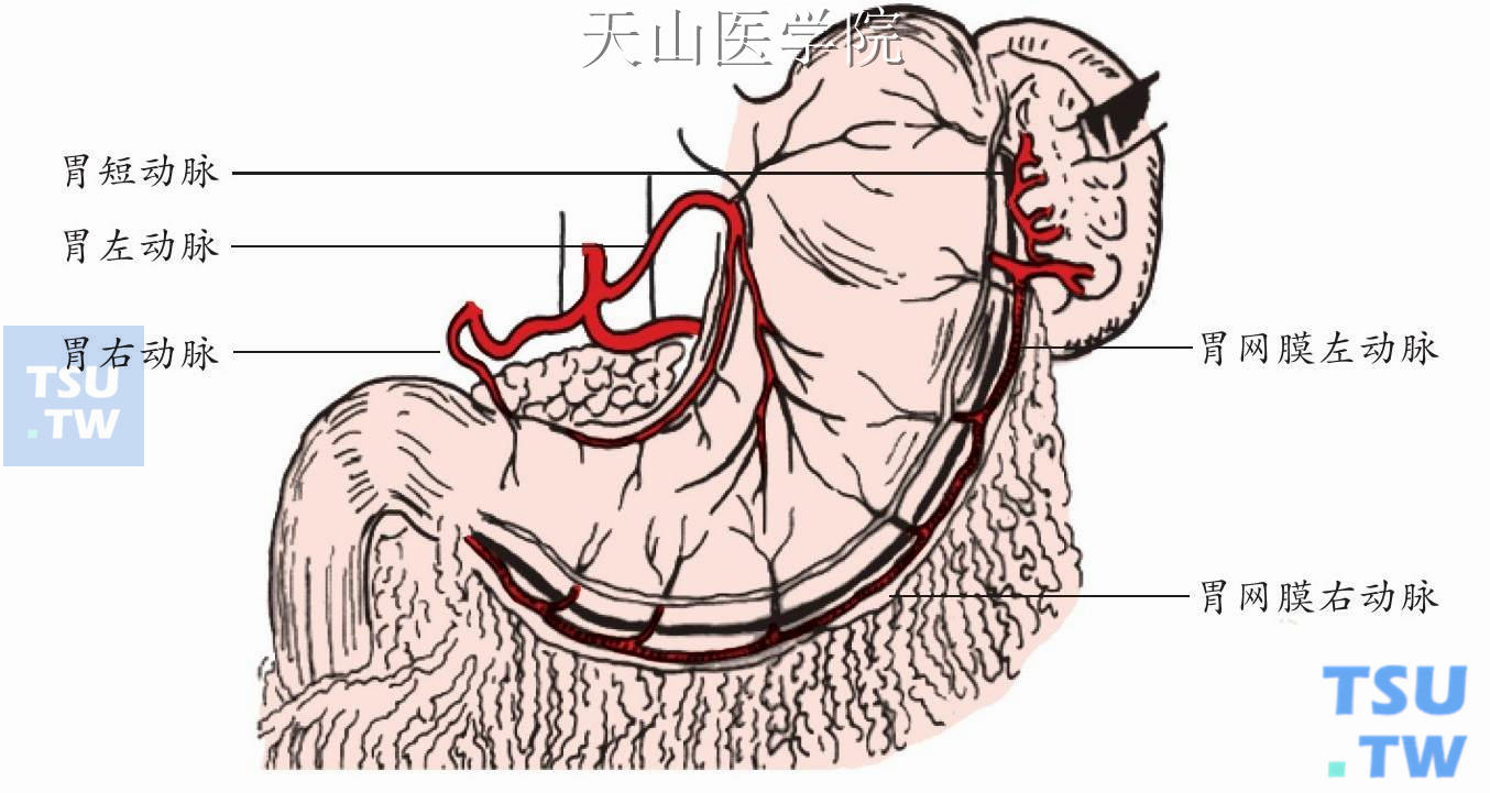胃部血管解剖图详细图图片