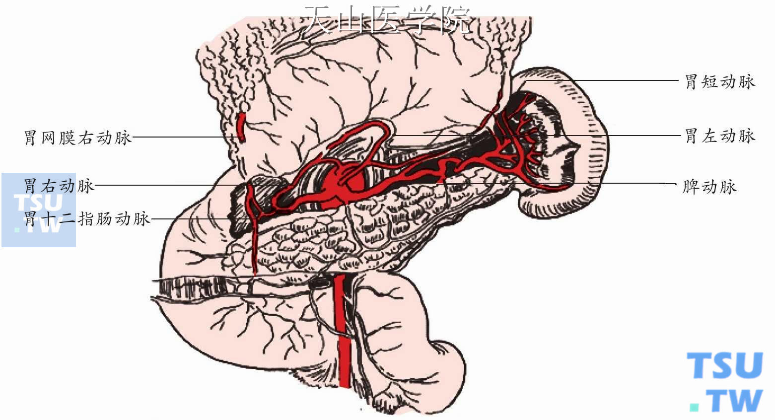 胃的动脉血供
