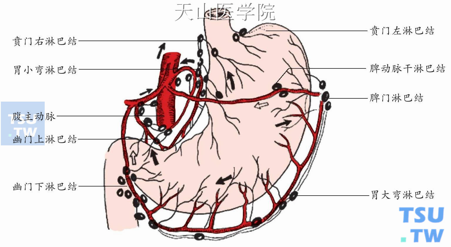 胃周淋巴结