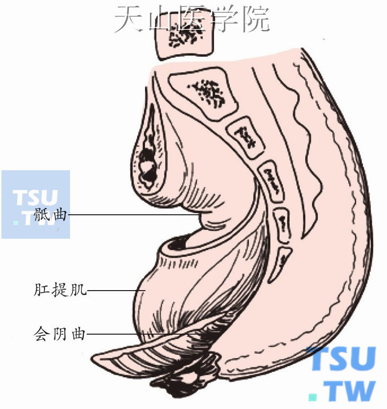 直肠的位置和弯曲