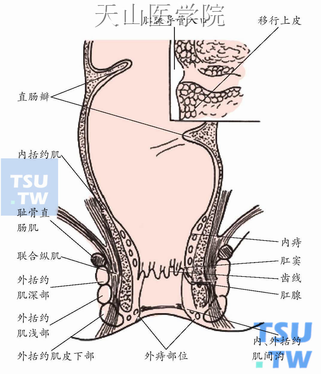 直肠肛管解剖