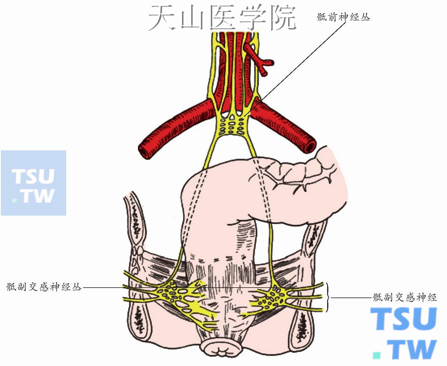 图3-2-12 直肠的淋巴-人体解剖学与组织生理病理学-医学