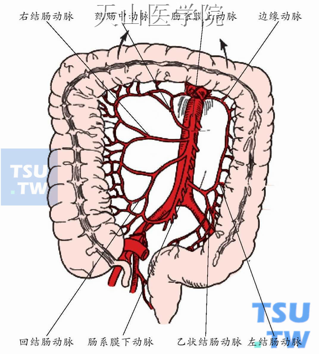 直肠血管解剖图片
