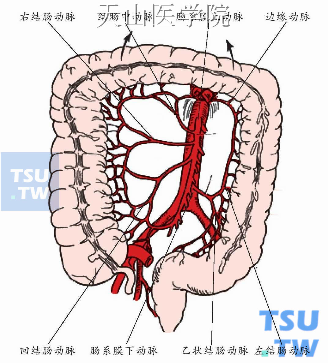 肠系膜上下动脉血管图图片