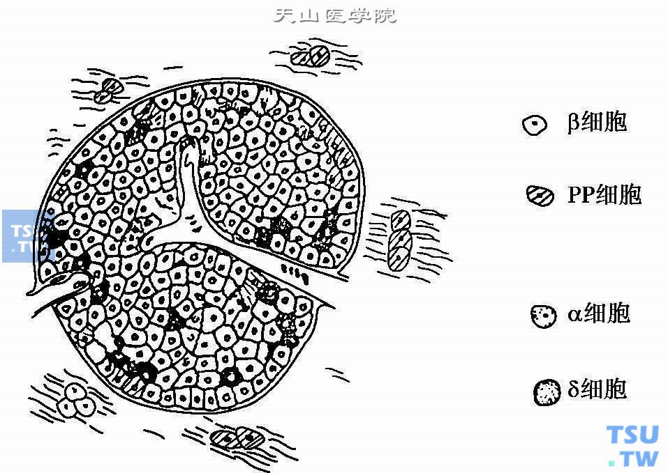  胰岛的微观解剖（引自Hazelwood RL. The Endocrine Pancreas，1989）