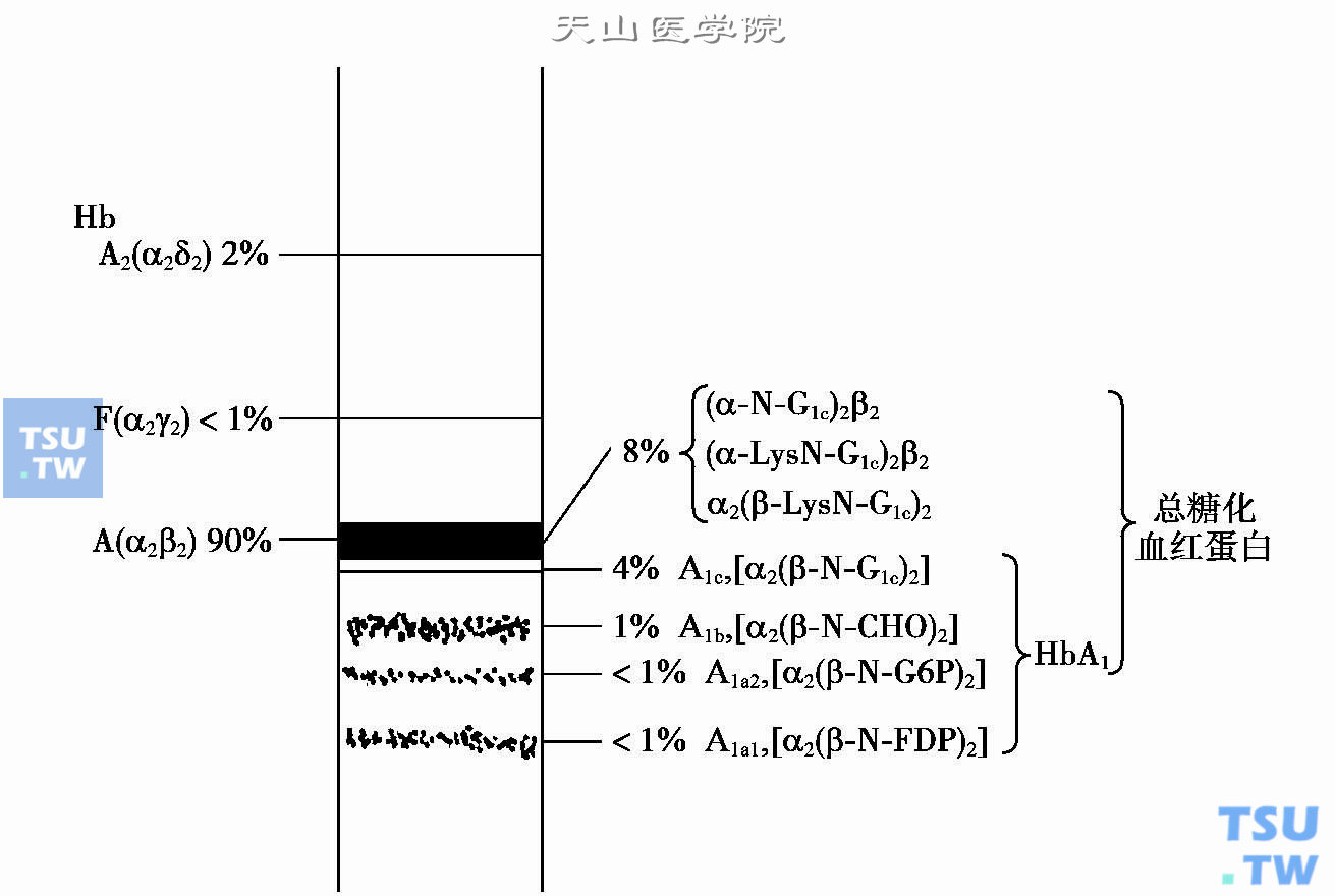 糖化血红蛋白的基本概念与名称