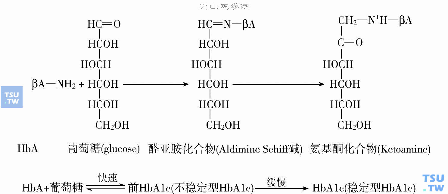 糖化血红蛋白的生物合成及结构