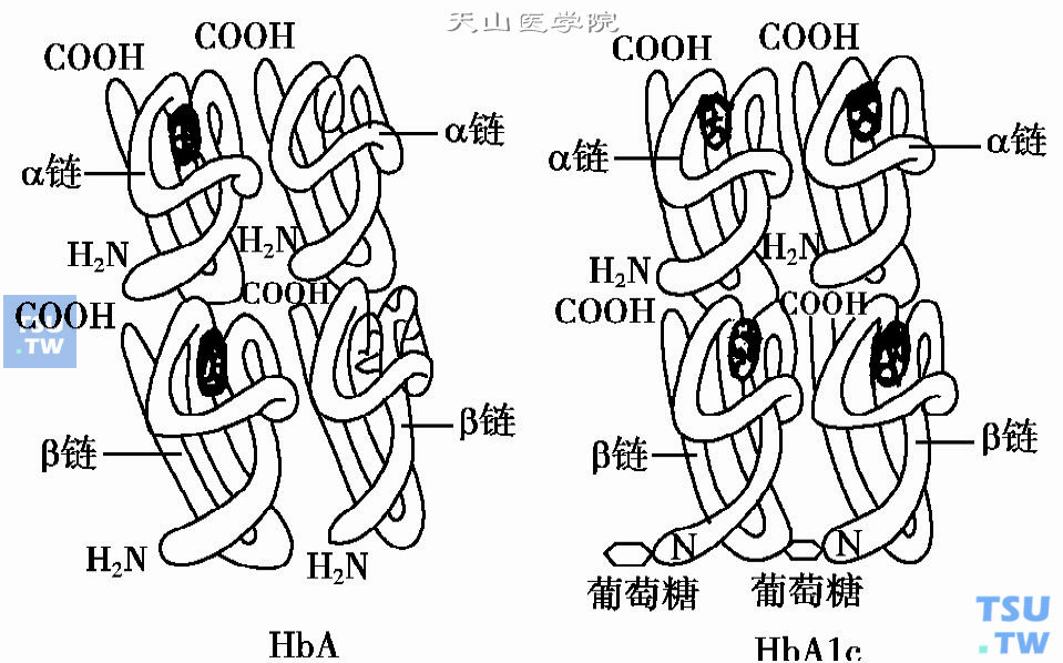 HbA的β链N端与葡萄糖结合所形成的糖化血红蛋白（HbA1c）的结构模式图（引自长泷重信，1984）