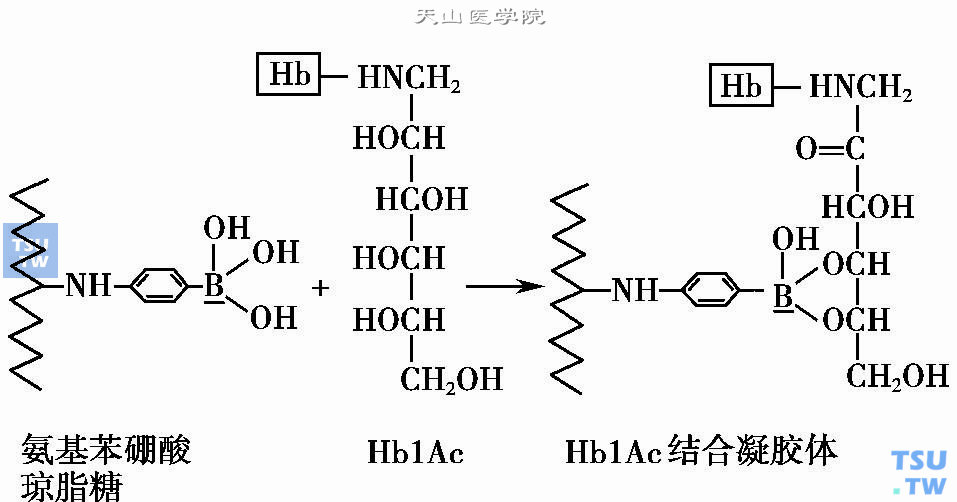 亲和色谱微柱与HbA1c的结构式（引自松宫和人，1986）