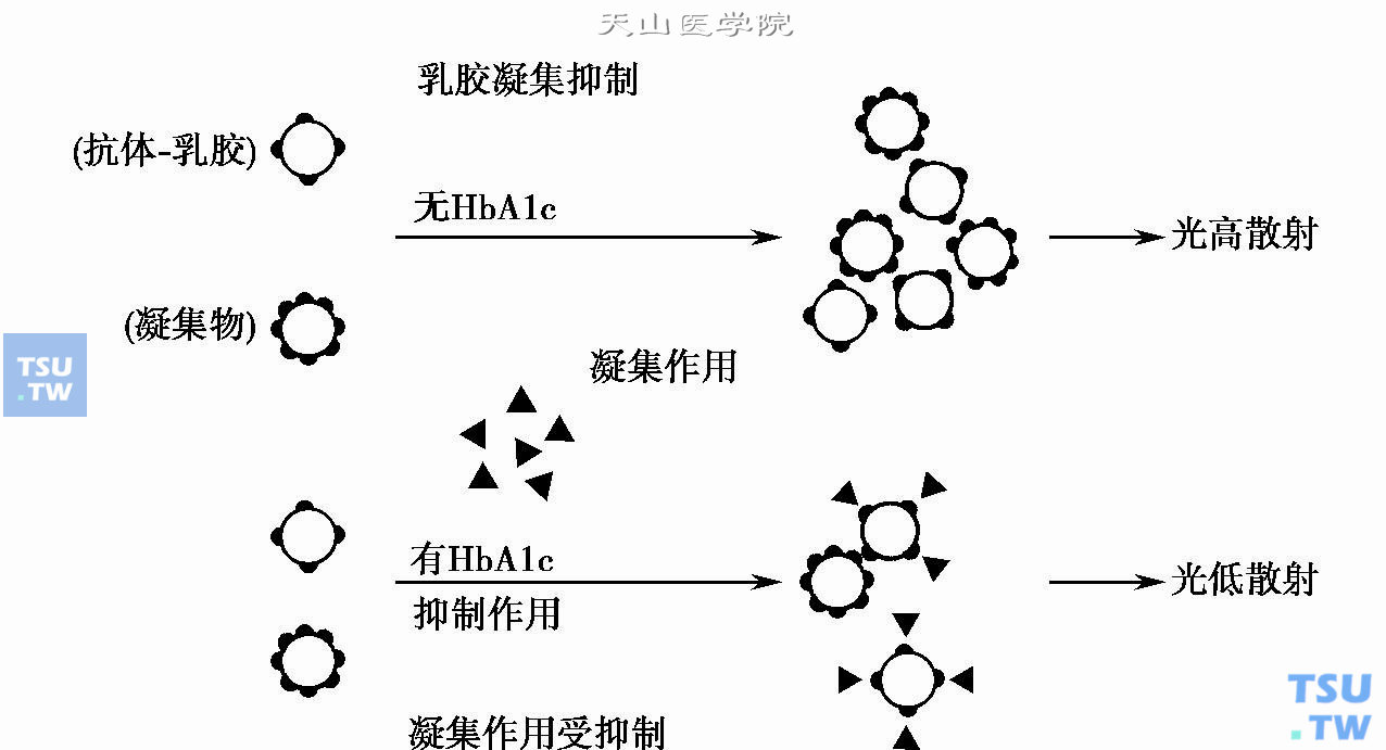 抗体-乳胶结合位点的竞争、抑制凝集反应