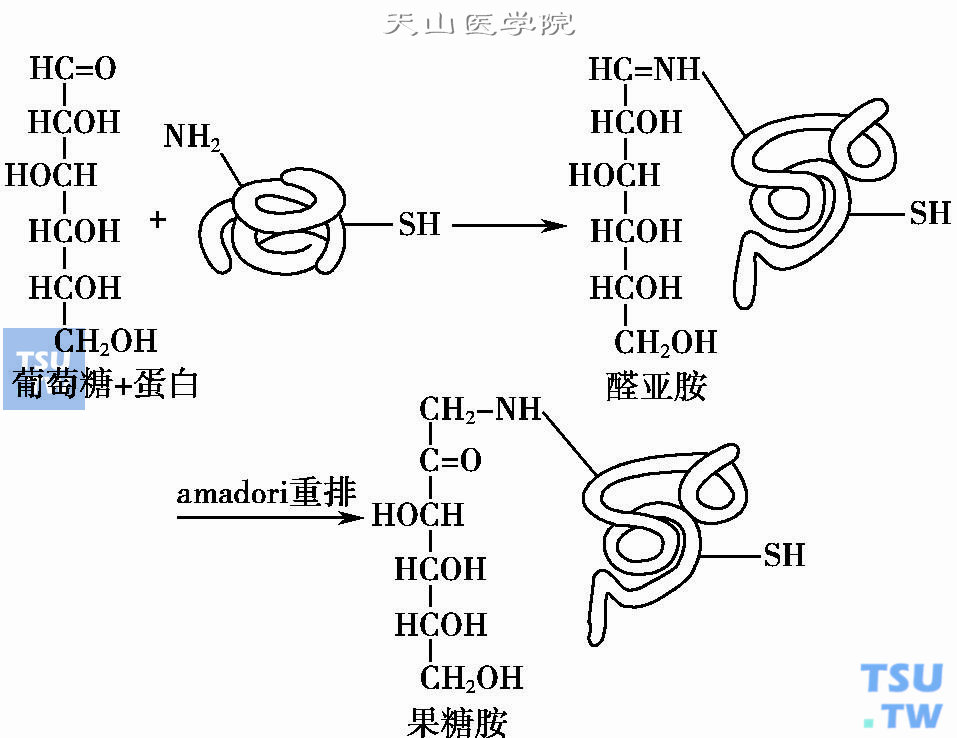 什么是果糖胺（糖化血清蛋白）？有哪些测定方法？