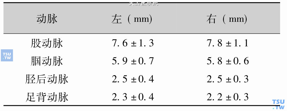 正常人下肢动脉内径测值（X±SD）