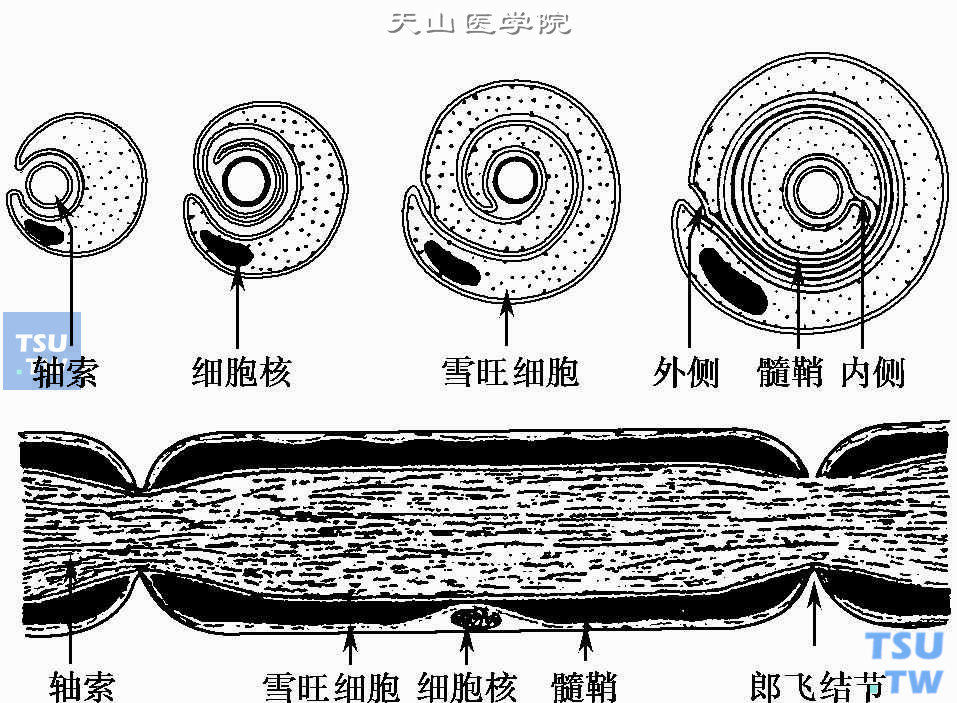 周围神经的解剖和生理