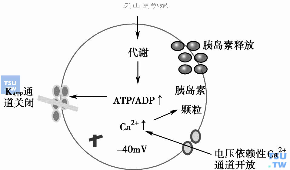  正常葡萄糖刺激胰岛素分泌示意图