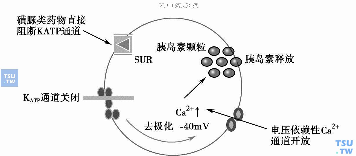 磺脲类药物诱导的胰岛素分泌示意图