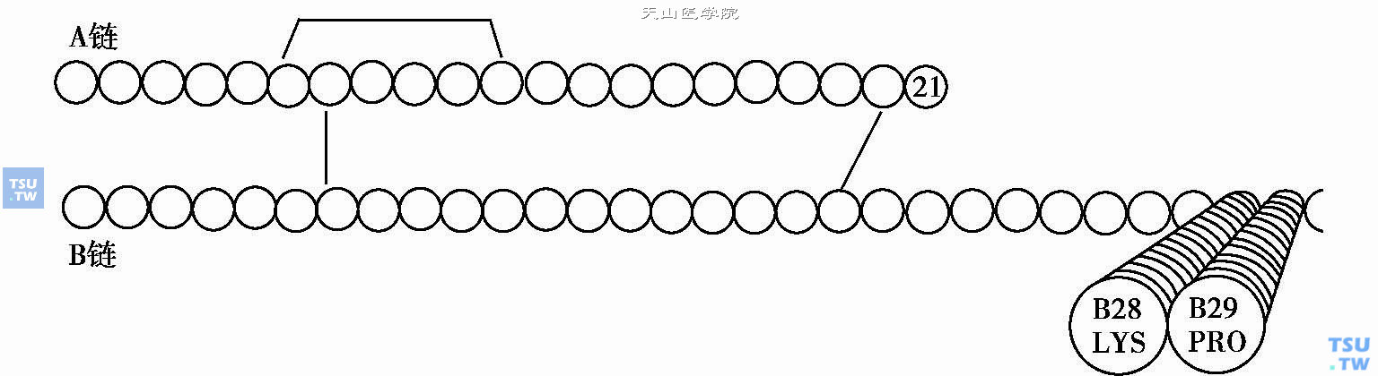 人胰岛素类似物的结构