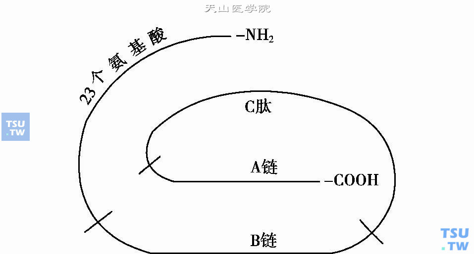 前胰岛素原结构示意图