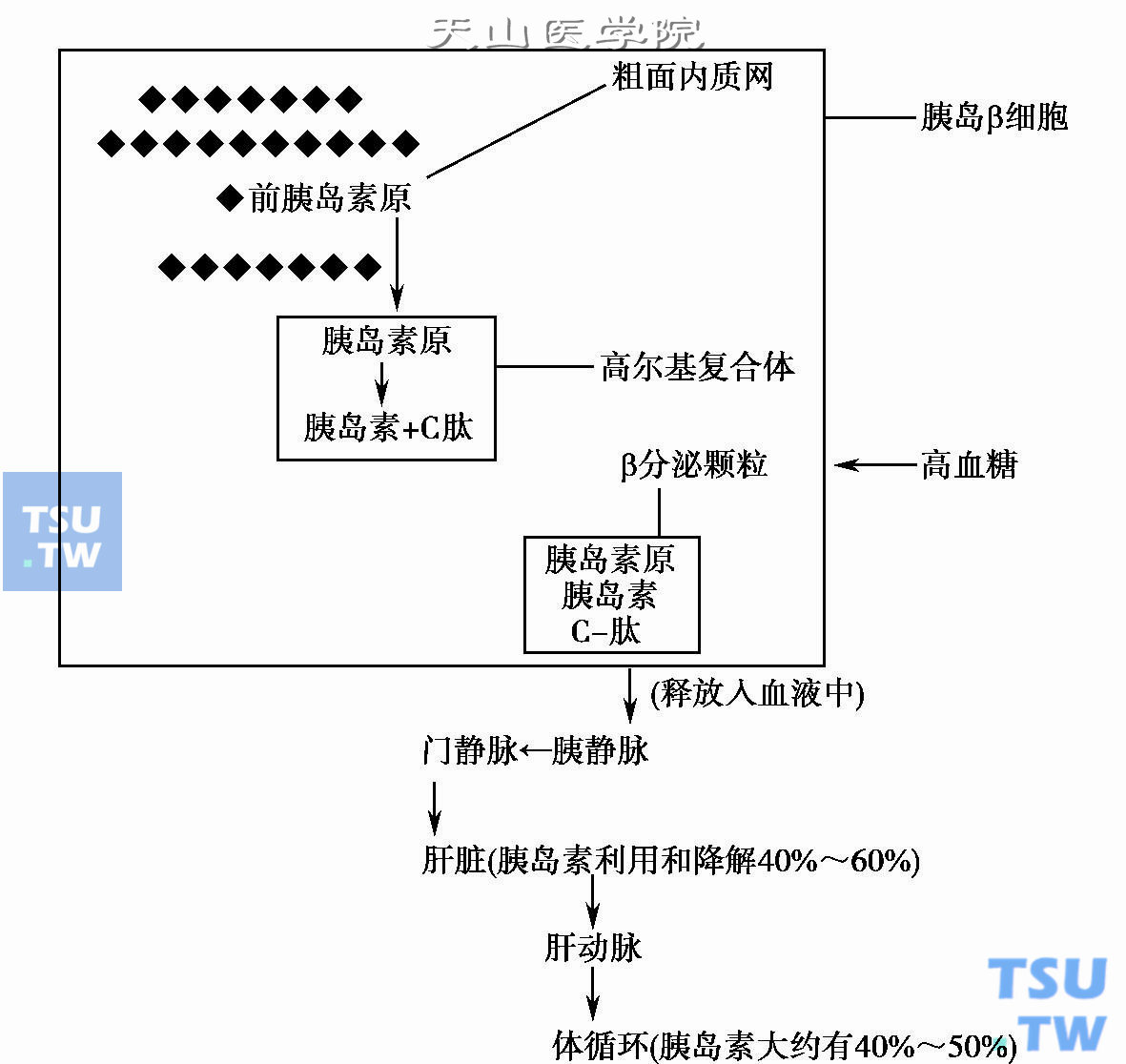 胰岛素的生成和代谢途径示意图