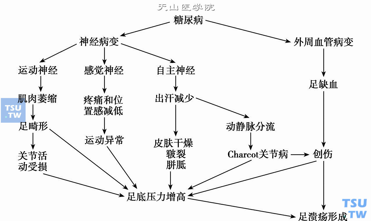  导致糖尿病足的途径（病因）