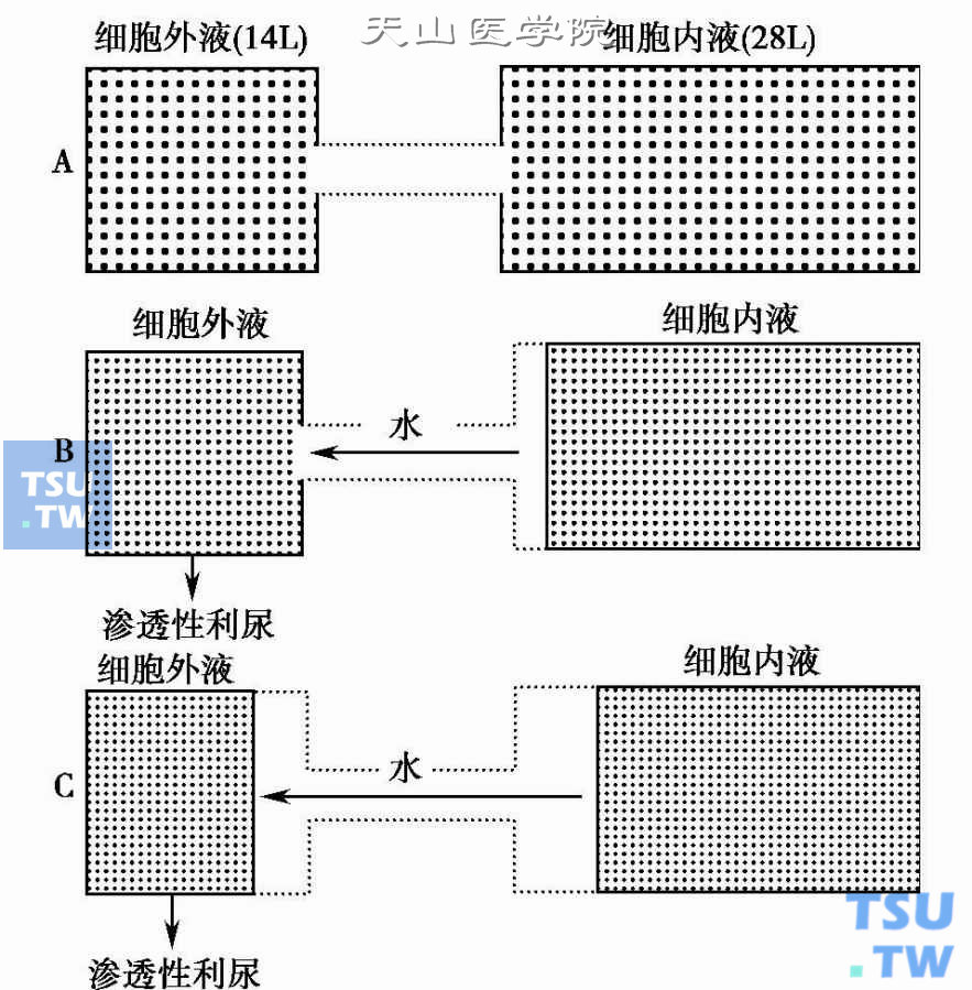 高血糖高渗状态的病理生理