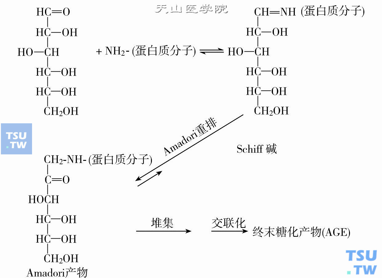 蛋白质非酶糖化反应