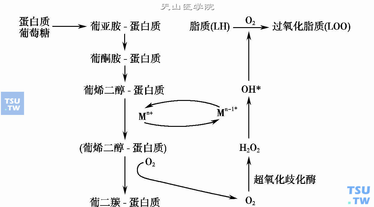  白质的糖化氧化反应