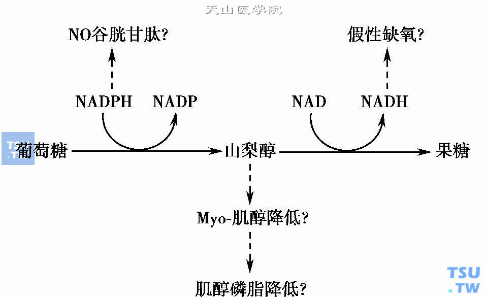  多元醇通道及其影响（Norman E. 1997）