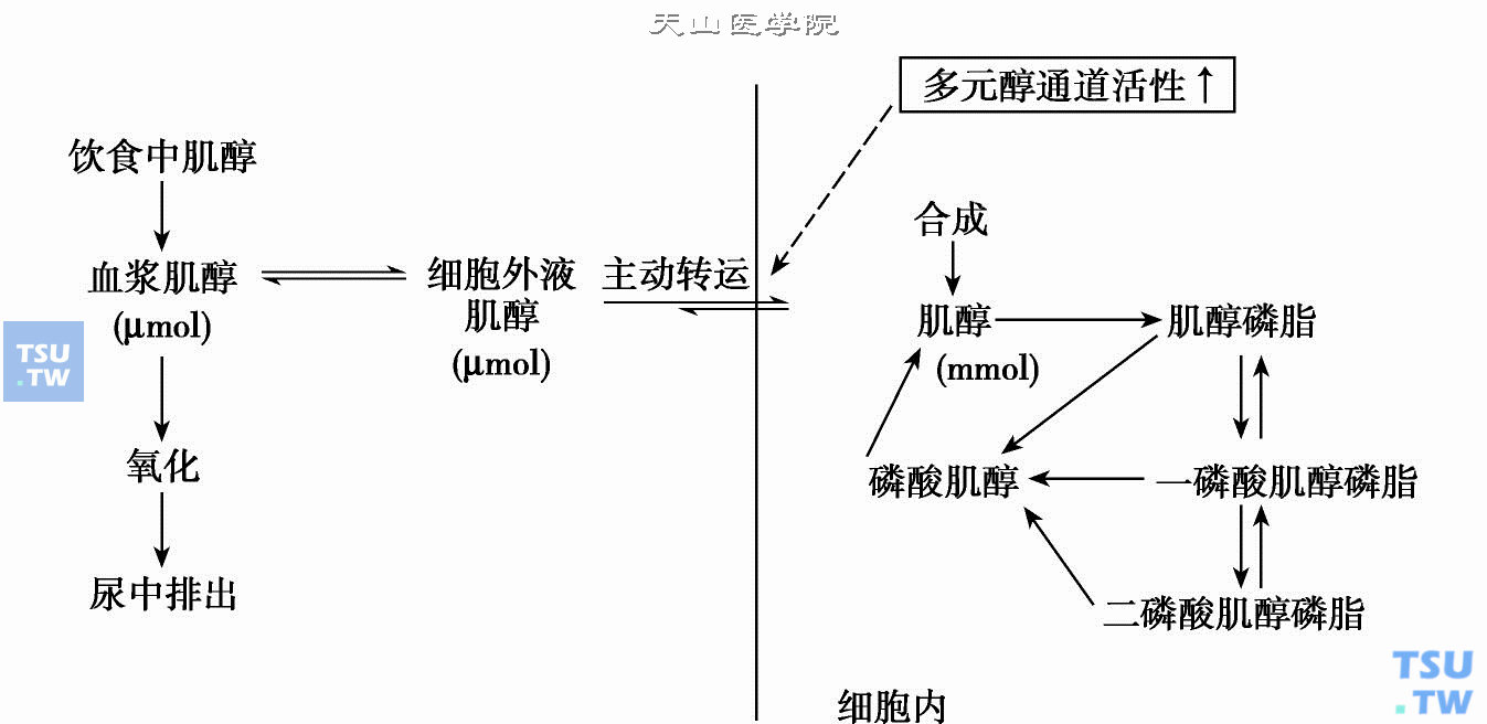  肌醇代谢示意图（虚线代表抑制作用）