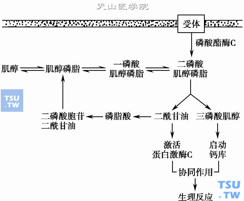  肌醇-肌醇磷脂与生理反应