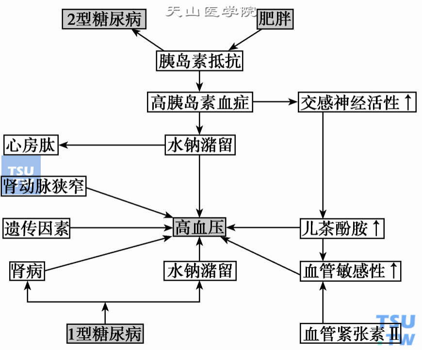  糖尿病患者合并高血压的可能机制