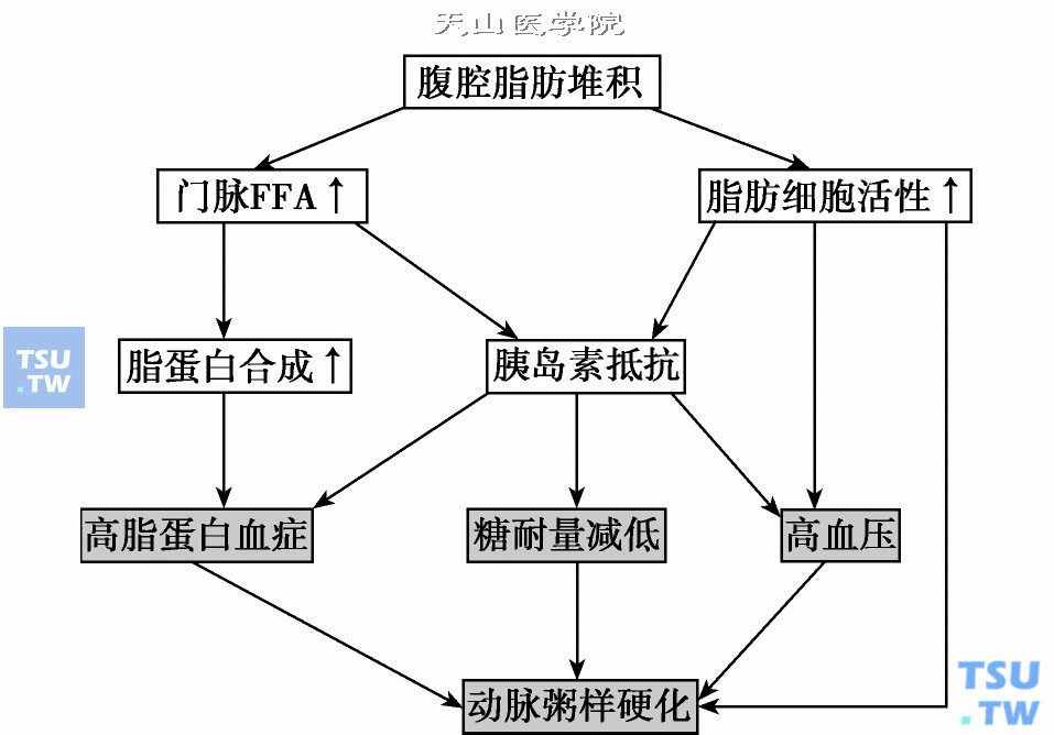  腹腔脂肪增多引起多种疾病的机制