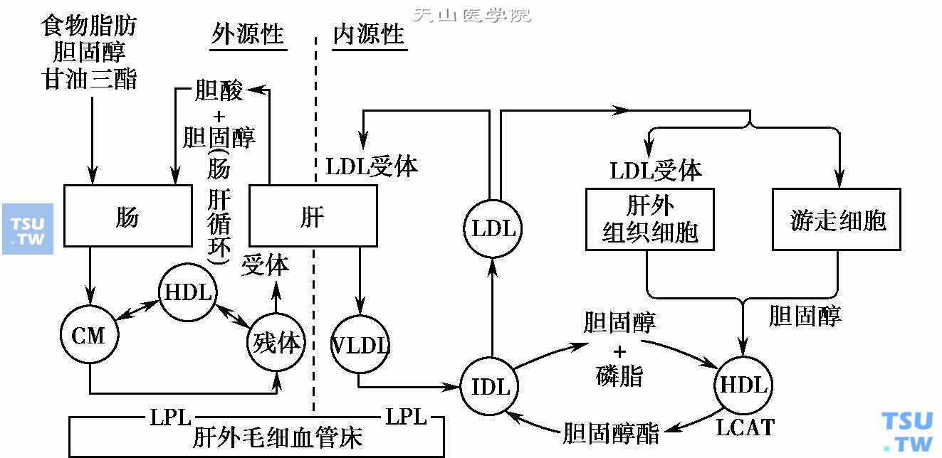  血浆脂蛋白的转运