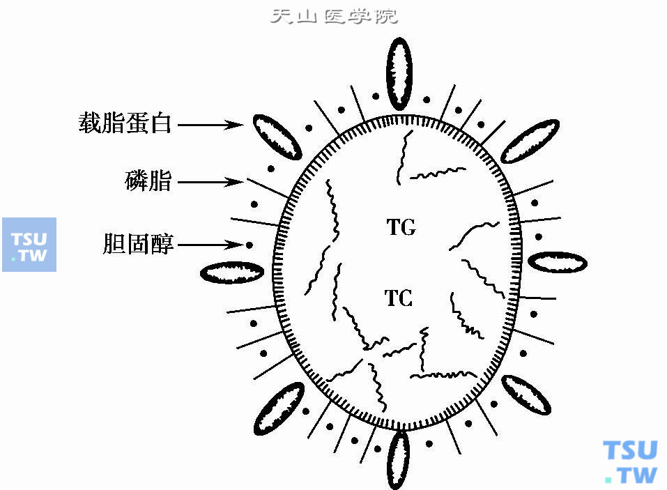  脂蛋白颗粒示意图