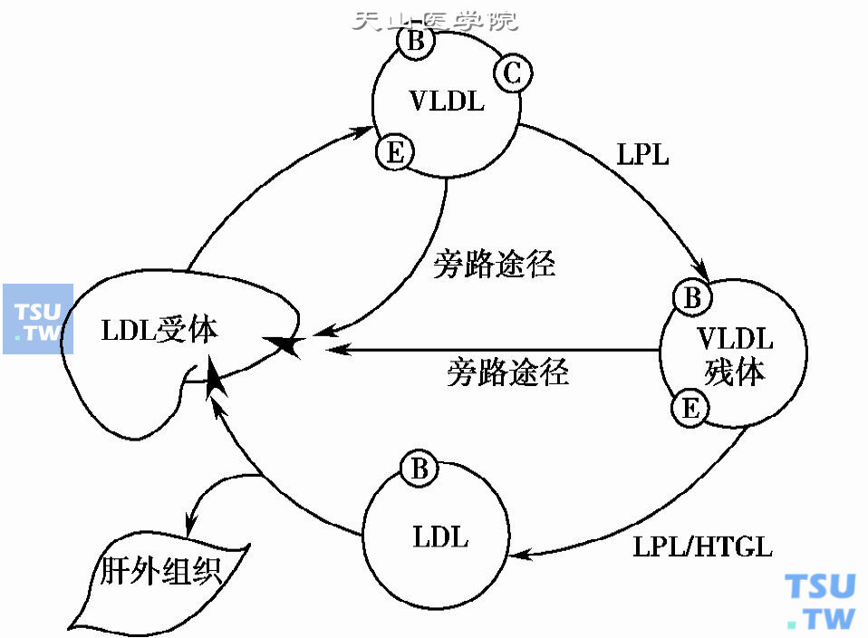  正常VLDL和LDL的代谢