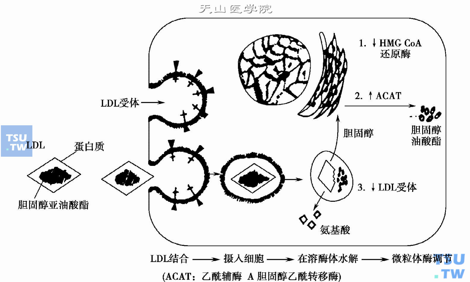  LDL的代谢途径