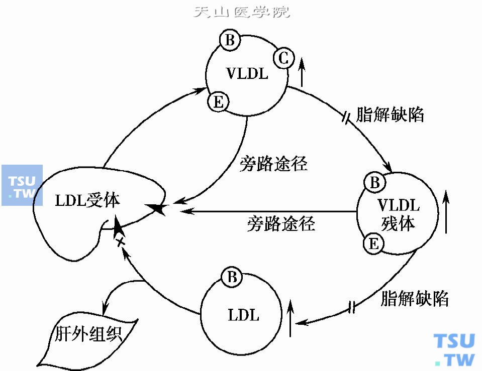  1型和严重的2型糖尿病患者的VLDL和LDL的代谢