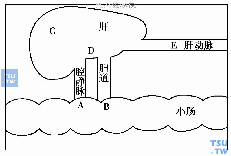  血脂调节剂的作用途径；A：脂质吸收阻滞剂　B：胆汁酸再吸收阻滞剂　C：脂质合成抑制剂　D：血脂排泄促进剂　E：酯酶激活剂