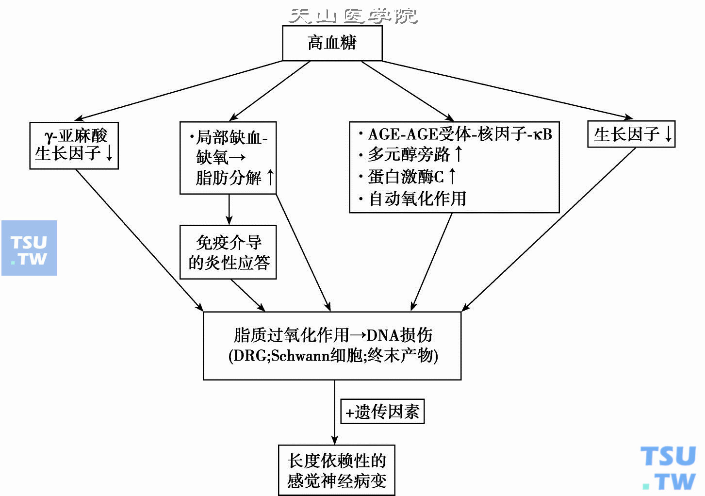  糖尿病性神经病变发病机制示意图；AGE，晚期糖基化终末产物；DRG，背侧根神经节（引自：Joslin’s Diabetes Mellitus 14th ed. 2006，中文版2007 p. 881）