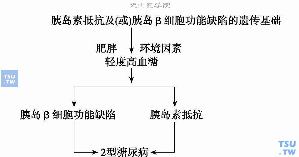  2型糖尿病产生的示意图（根据Jack L/ /Joslin’s Diabetes，1994；户道一之/ /春日雅人，清野谷.糖尿病的临床，1995）